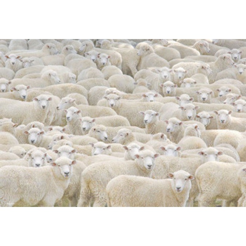 Beverly M81-627 Jigsaw Puzzle Gathering of Sheep (1000 S-Pieces)