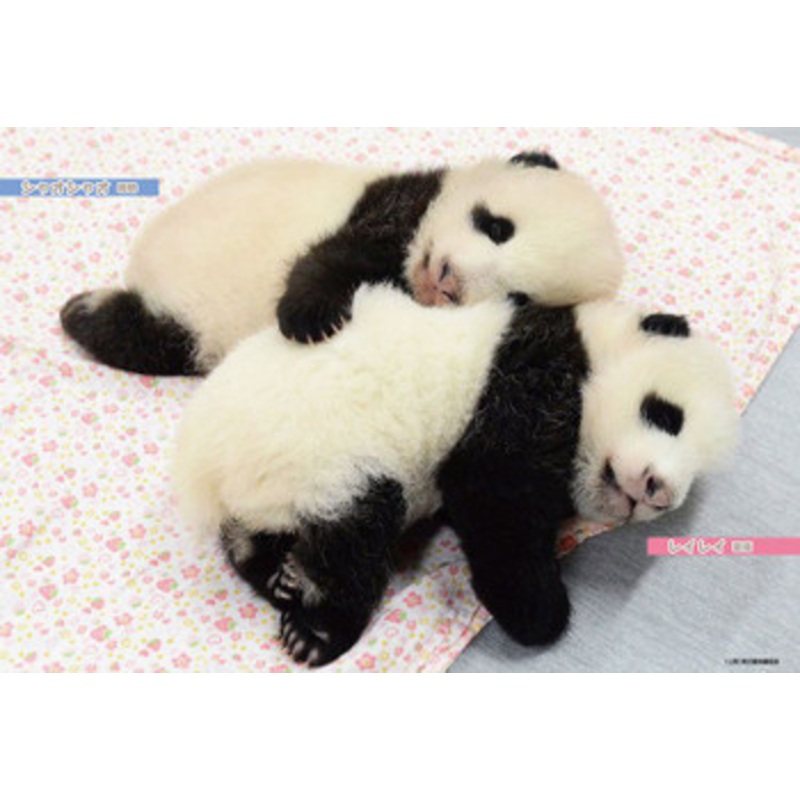 Beverly P33-203 Jigsaw Puzzle Twin Pandas Xiao Xiao & Lei Lei (300 Pieces)