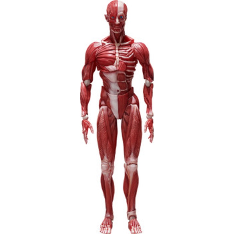 FREEing figma Human Anatomical Model