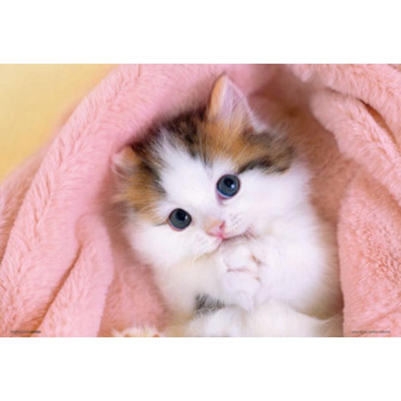 Beverly P33-204 Jigsaw Puzzle Begging Kitten (300 Pieces)