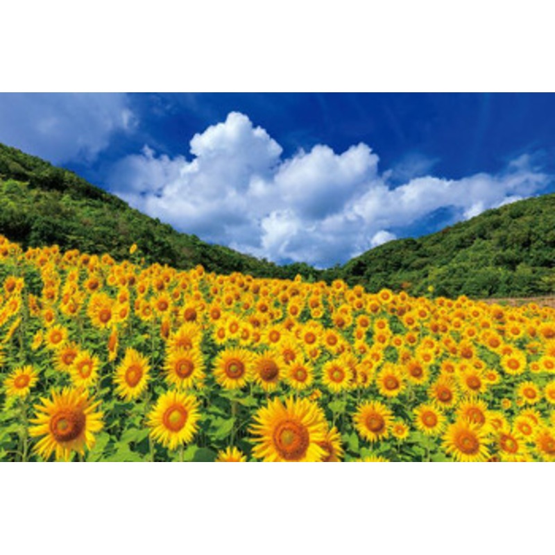 Yanoman 10-1421 Jigsaw Puzzle Summer Sky and Sparkling Sunflowers Mie Japan (1000 Pieces)