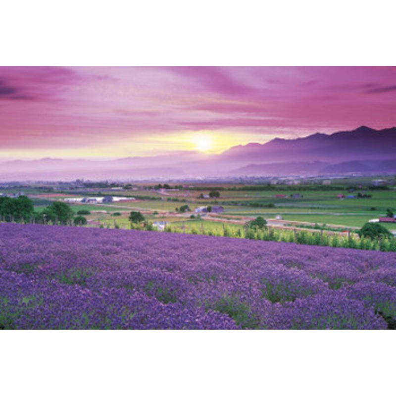 Epoch Jigsaw Puzzle 10-780 Japanese Landscape Lavender Field in Furano Hokkaido (1000 Pieces)