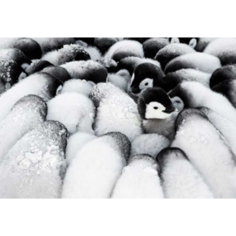 Epoch Jigsaw Puzzle 79-178 Challenge from the South Pole Antarctica Penguin (1053 S-Pieces)